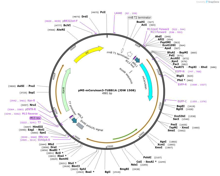 242555-plasmid-map-sequence-id-484475