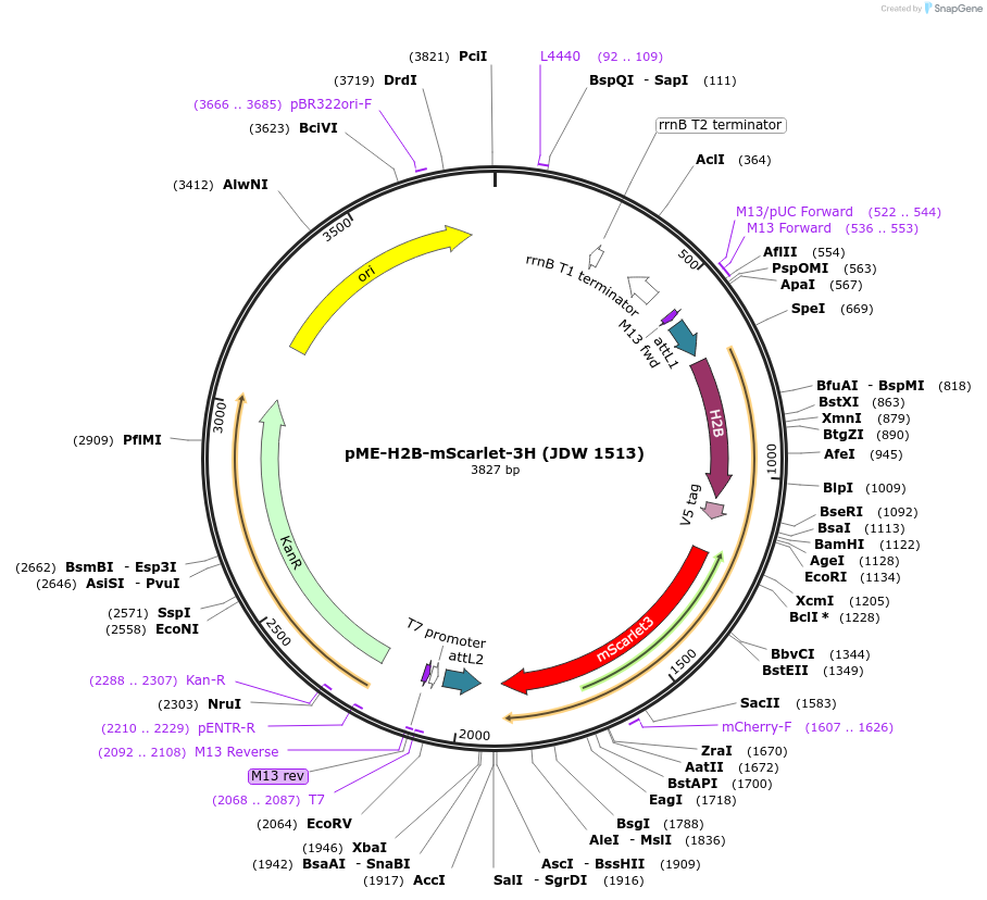242551-plasmid-map-sequence-id-484476