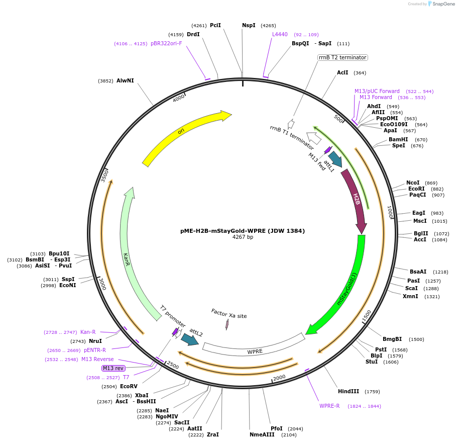 242550-plasmid-map-sequence-id-484477