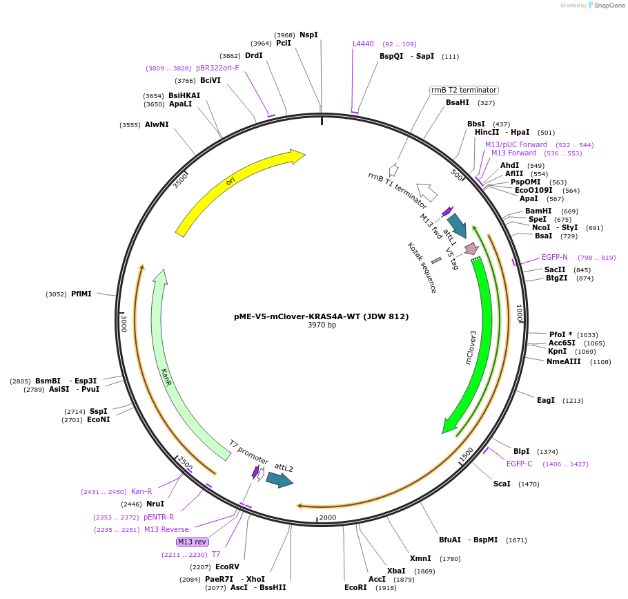 242566-plasmid-map-sequence-id-484478