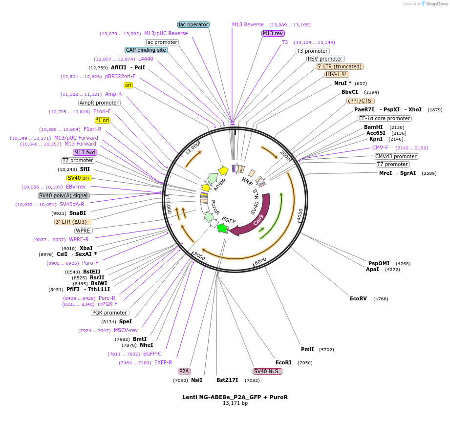 242000-plasmid-map-sequence-id-484479