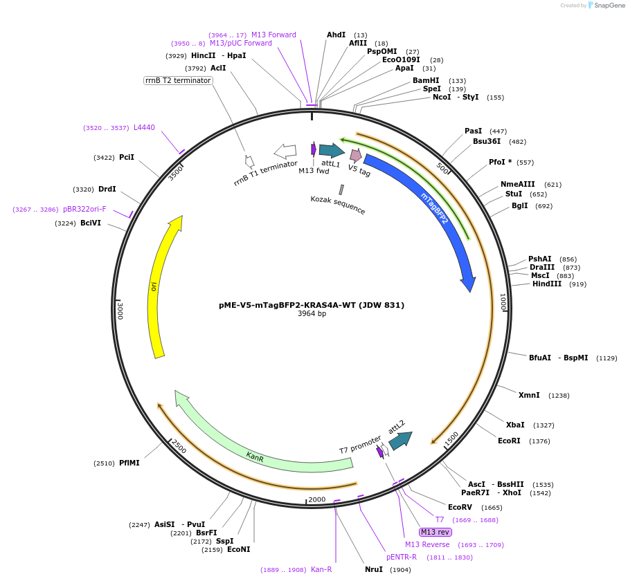 242568-plasmid-map-sequence-id-484481