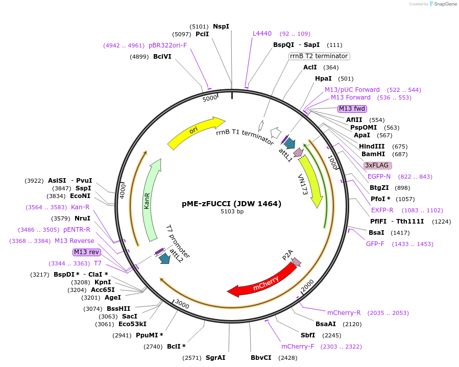 242558-plasmid-map-sequence-id-484483
