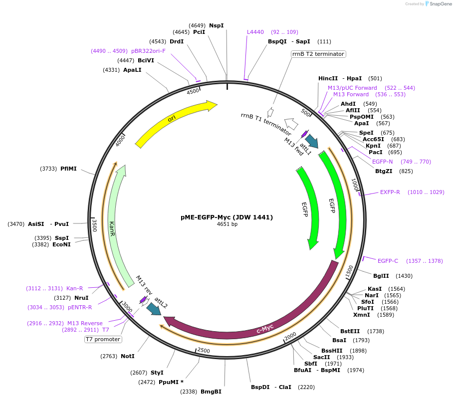 242569-plasmid-map-sequence-id-484484