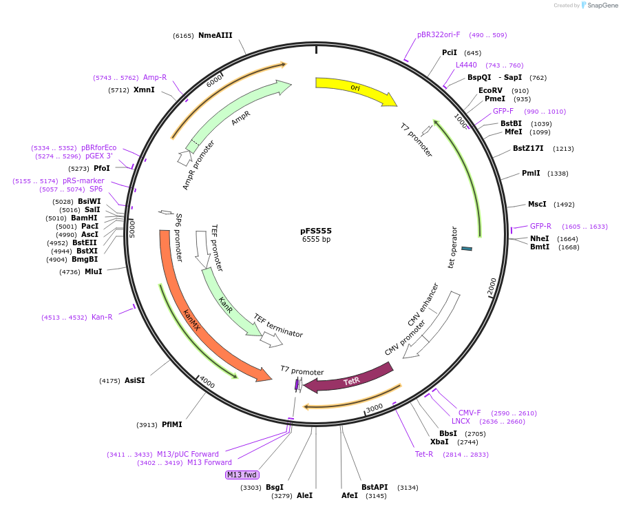 242855-plasmid-map-sequence-id-484485