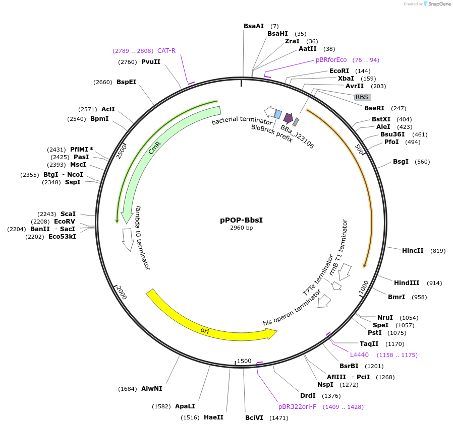 241282-plasmid-map-sequence-id-484486