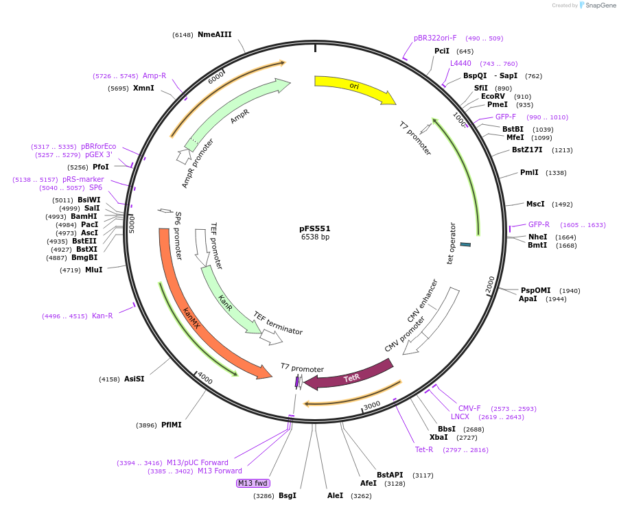 242851-plasmid-map-sequence-id-484487