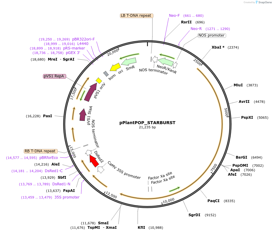 241284-plasmid-map-sequence-id-484490