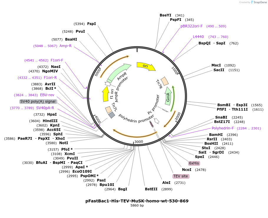 242444-plasmid-map-sequence-id-484509