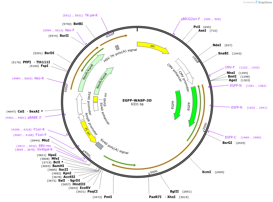 242836-plasmid-map-sequence-id-484512