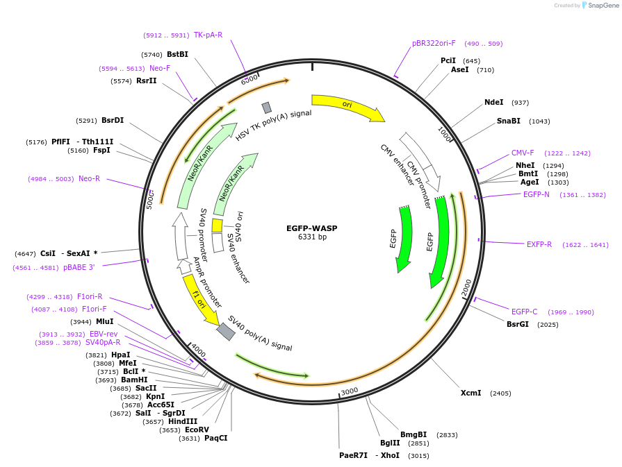 242835-plasmid-map-sequence-id-484513