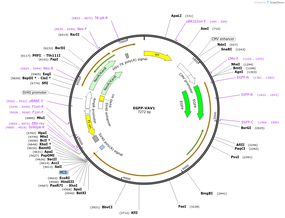 242833-plasmid-map-sequence-id-484516