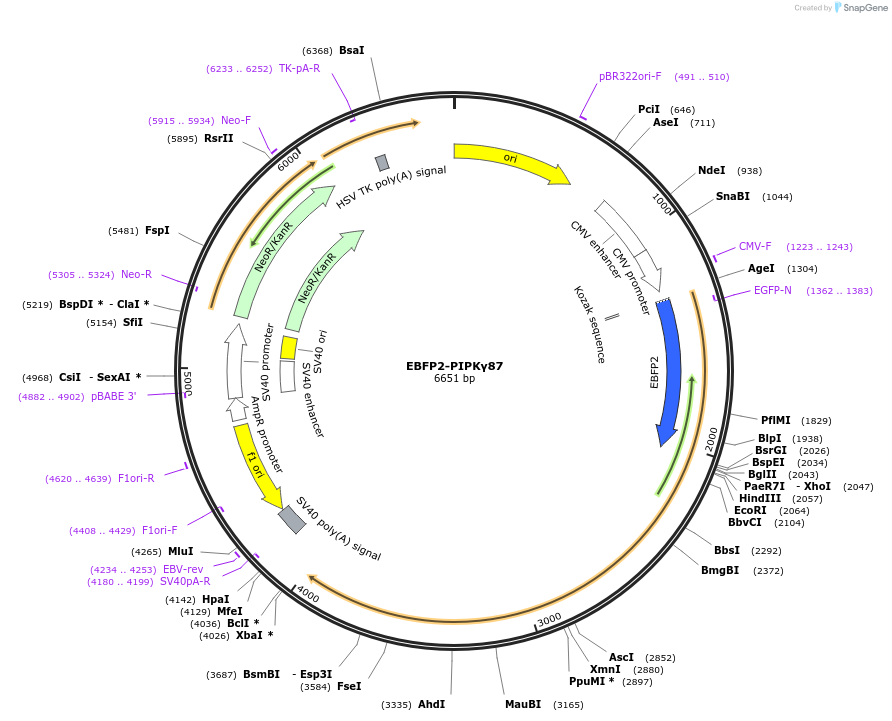 242824-plasmid-map-sequence-id-484517