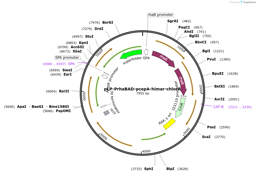 238492-plasmid-map-sequence-id-484518