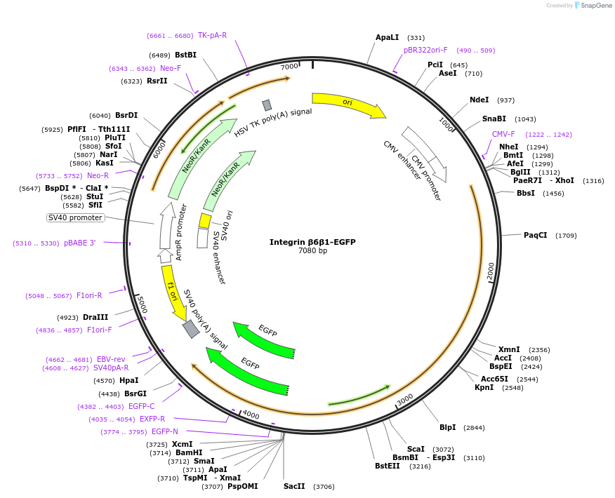 242829-plasmid-map-sequence-id-484519