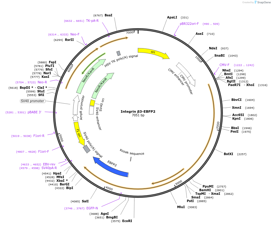 242827-plasmid-map-sequence-id-484520