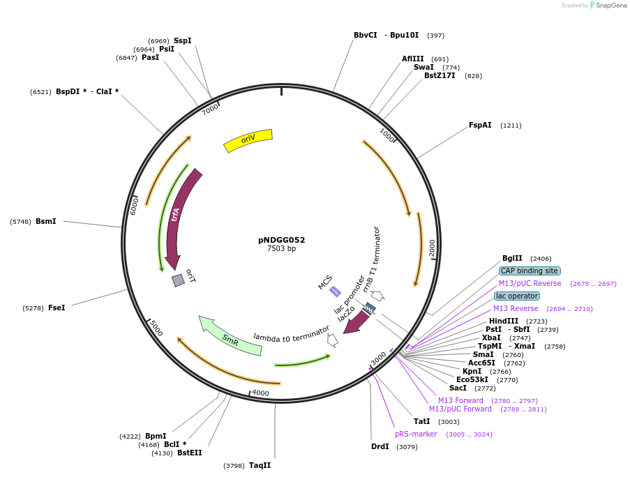 231321-plasmid-map-sequence-id-484521