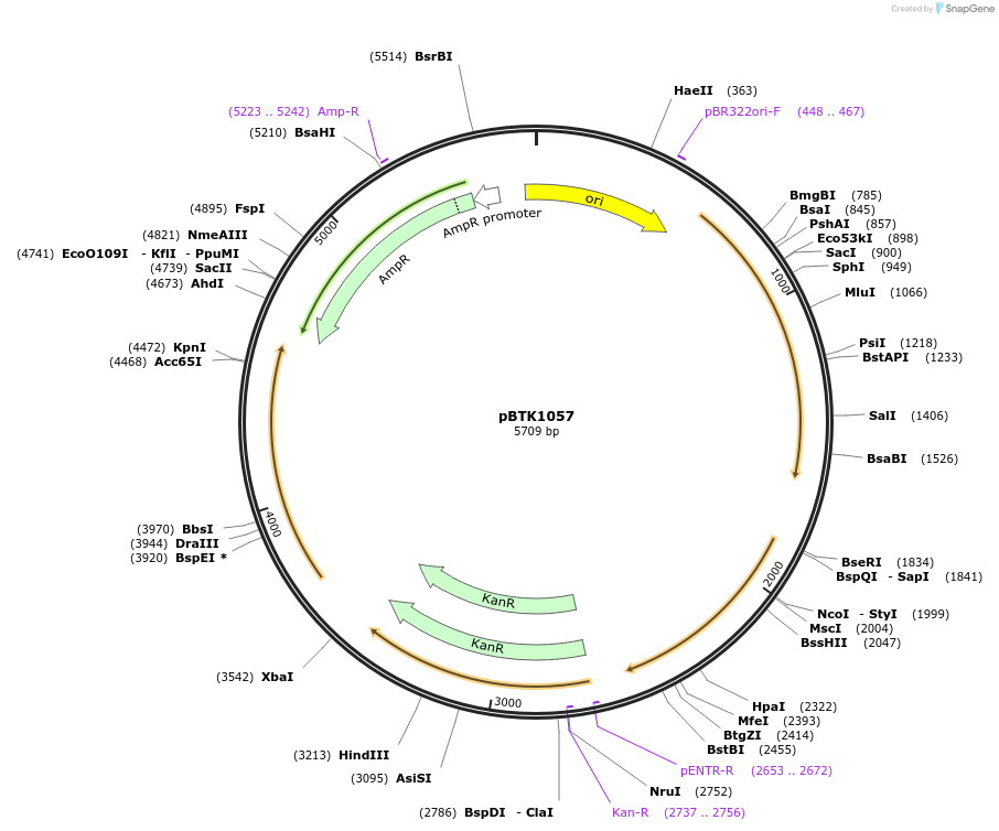 209547-plasmid-map-sequence-id-484525