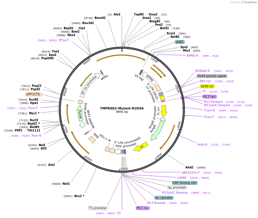 240612-plasmid-map-sequence-id-484527