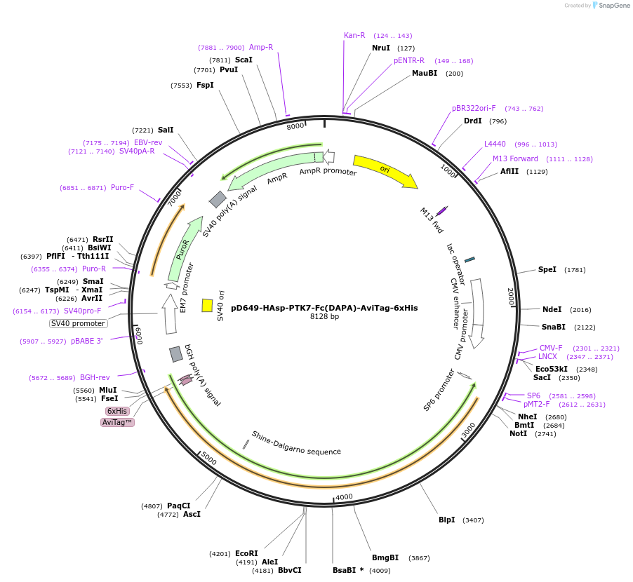 156943-plasmid-map-sequence-id-484529
