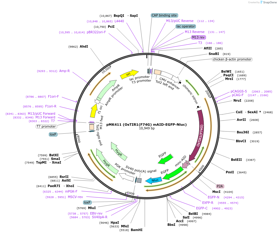 140659-plasmid-map-sequence-id-484536