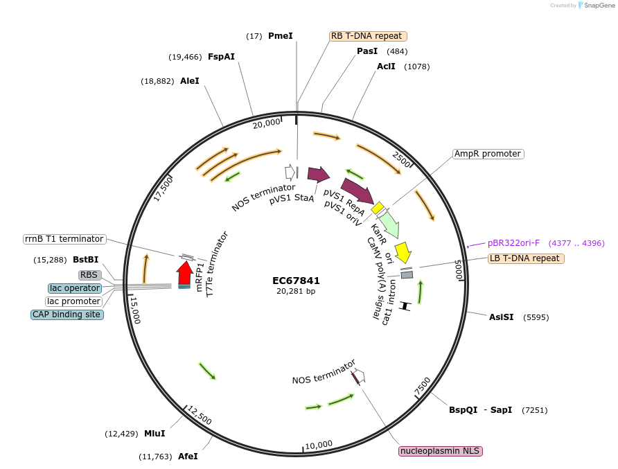 209512-plasmid-map-sequence-id-484543