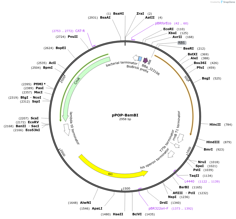 241281-plasmid-map-sequence-id-484549