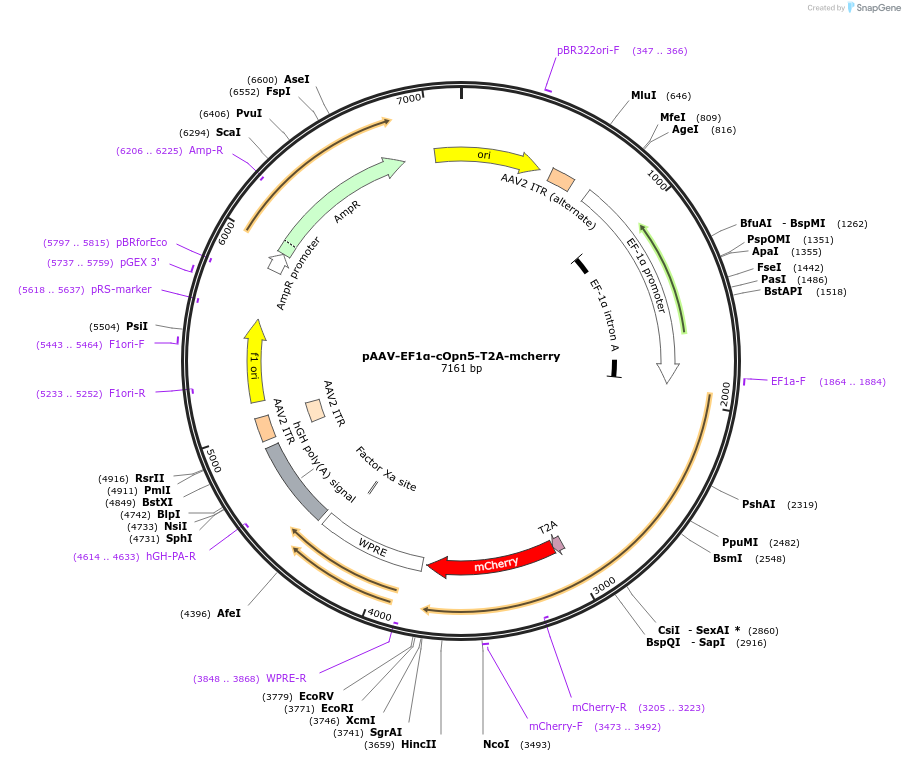 237857-plasmid-map-sequence-id-484554