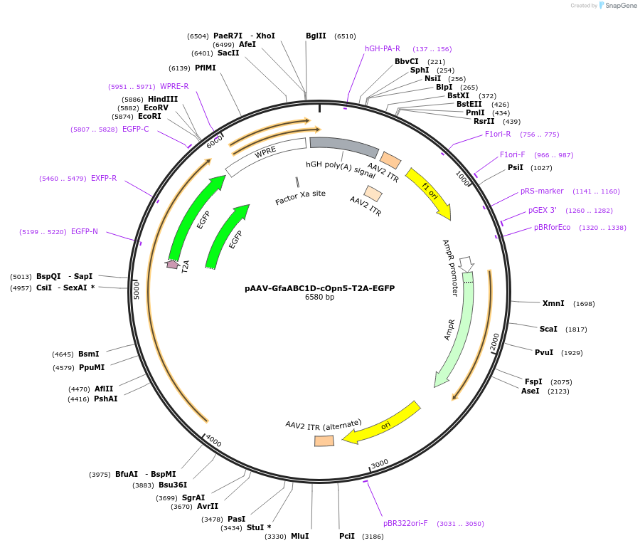 237859-plasmid-map-sequence-id-484556