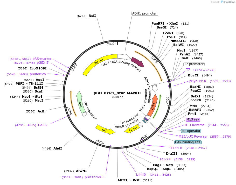 241280-plasmid-map-sequence-id-484559