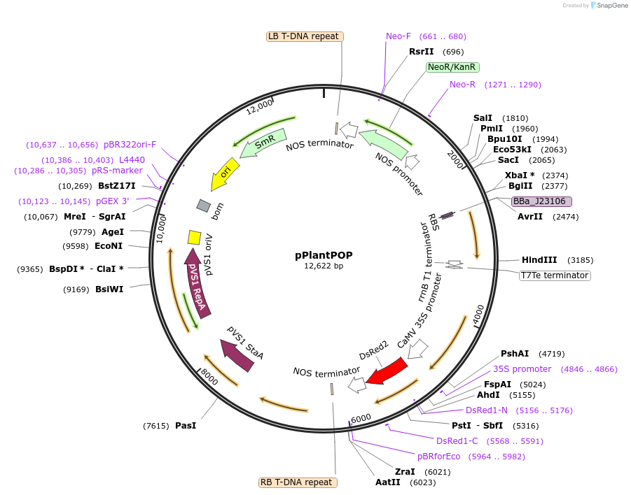 241283-plasmid-map-sequence-id-484565