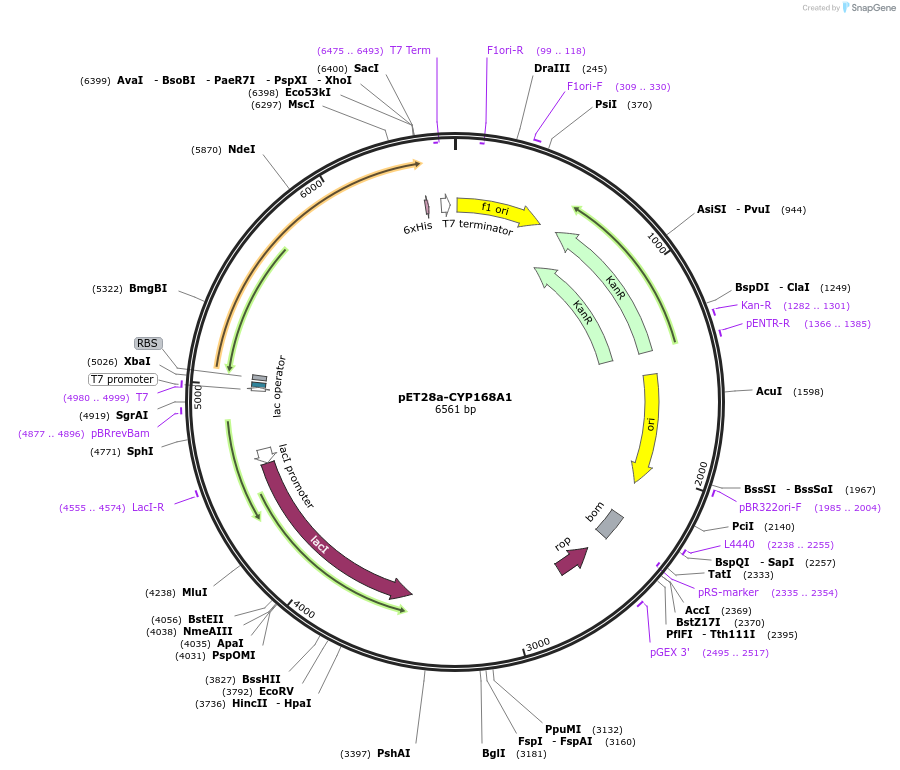 239982-plasmid-map-sequence-id-484571