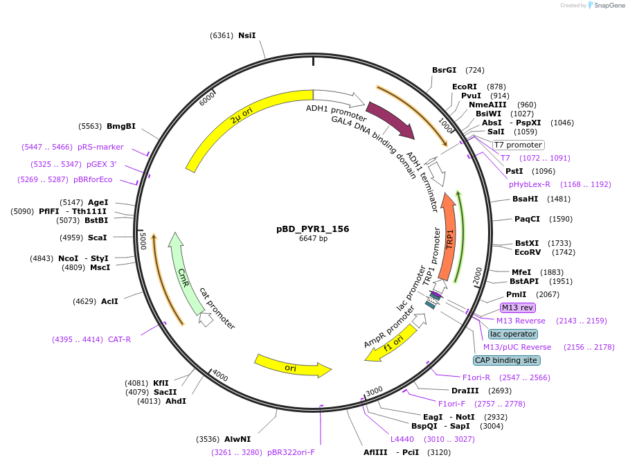 241285-plasmid-map-sequence-id-484589
