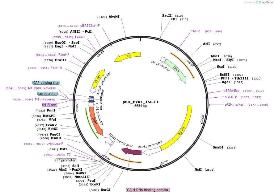241286-plasmid-map-sequence-id-484590