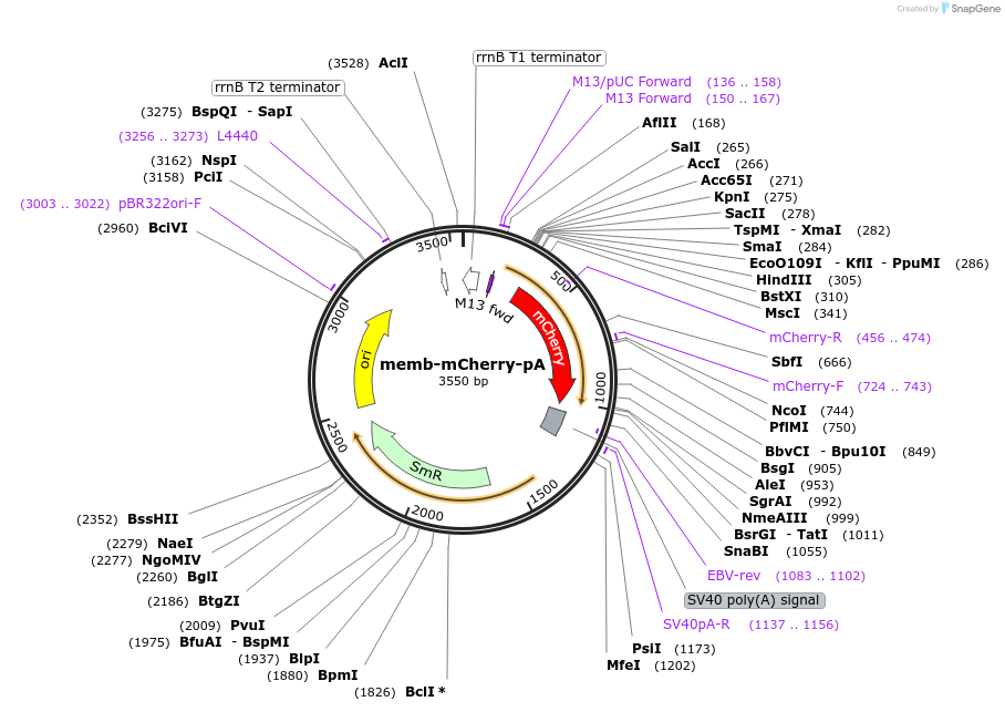 241157-plasmid-map-sequence-id-484599