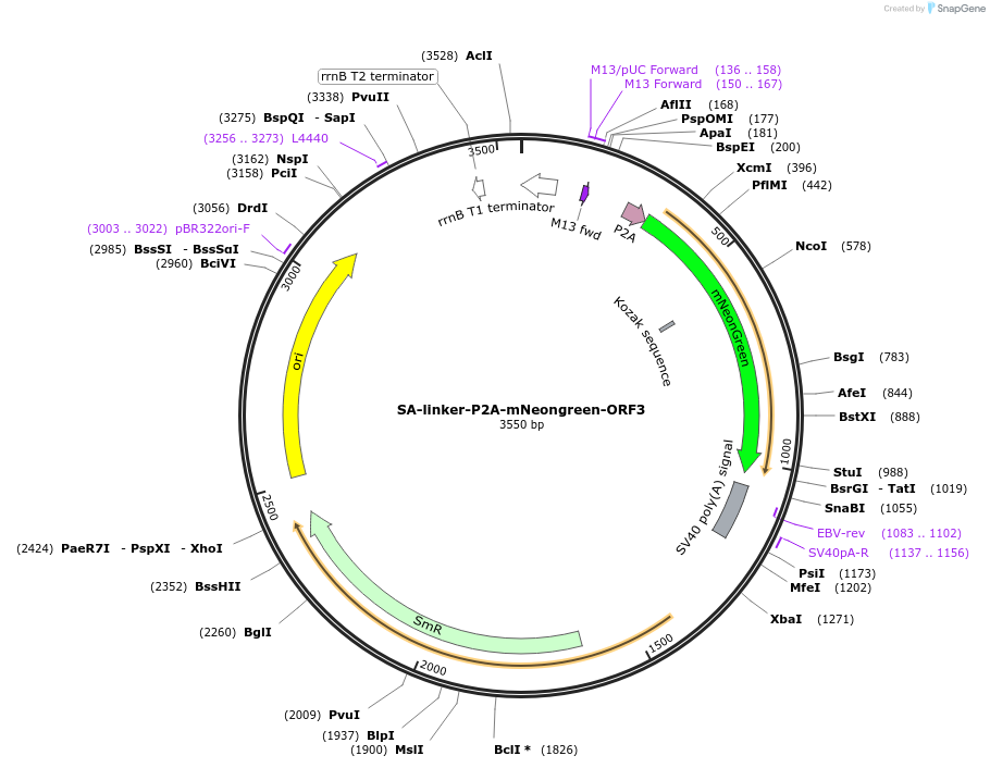 241210-plasmid-map-sequence-id-484600