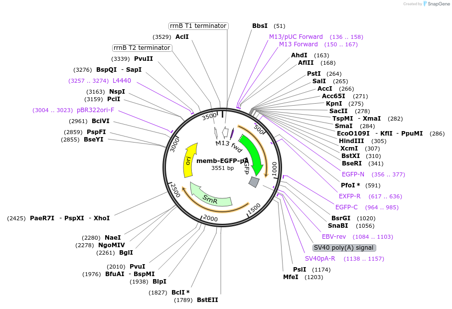 241152-plasmid-map-sequence-id-484601