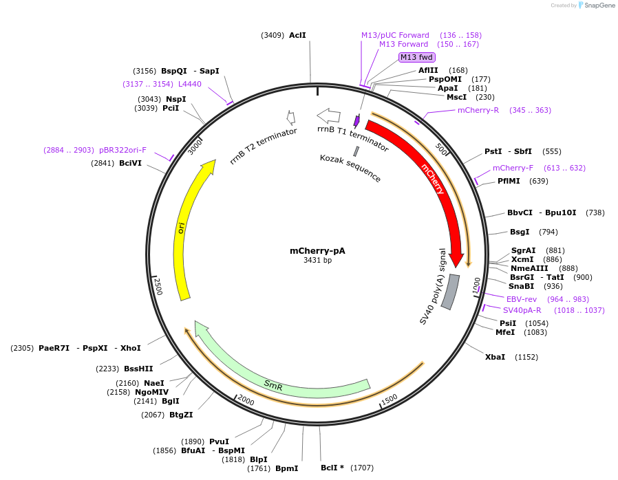 241156-plasmid-map-sequence-id-484602