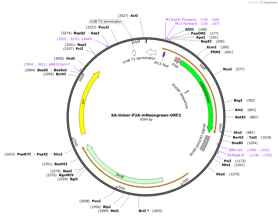 241209-plasmid-map-sequence-id-484611