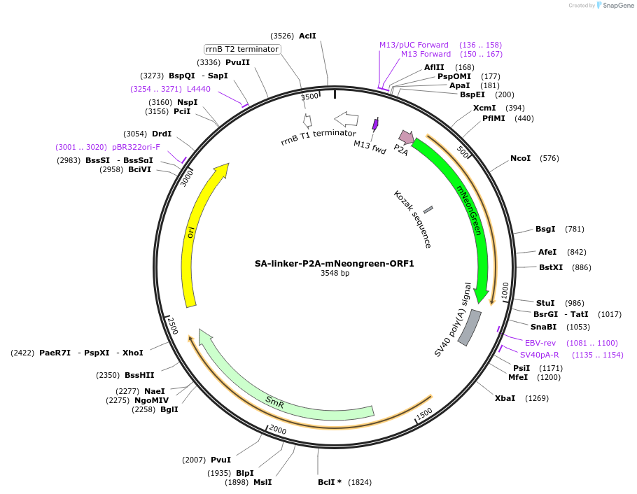 241208-plasmid-map-sequence-id-484613