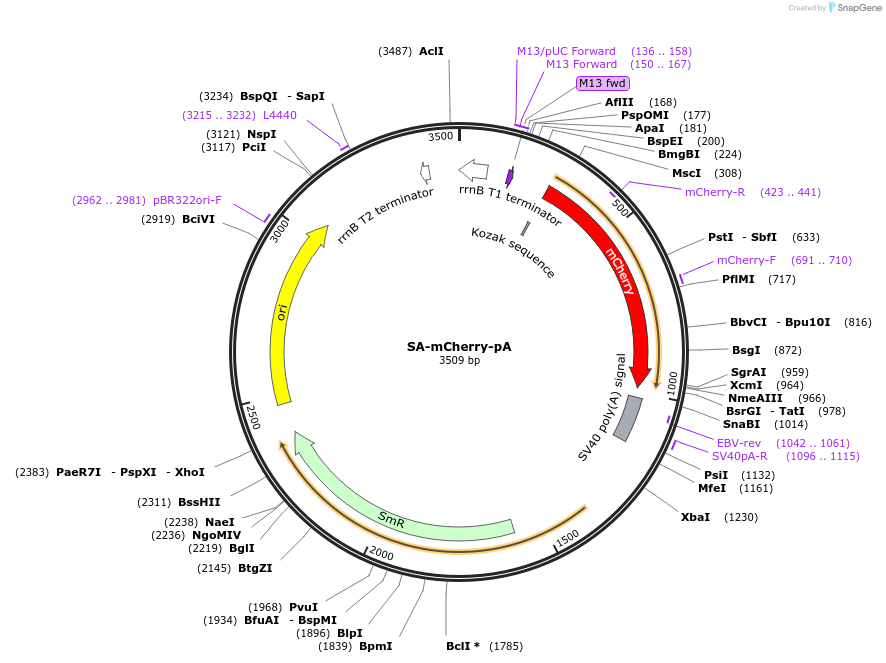 241212-plasmid-map-sequence-id-484620