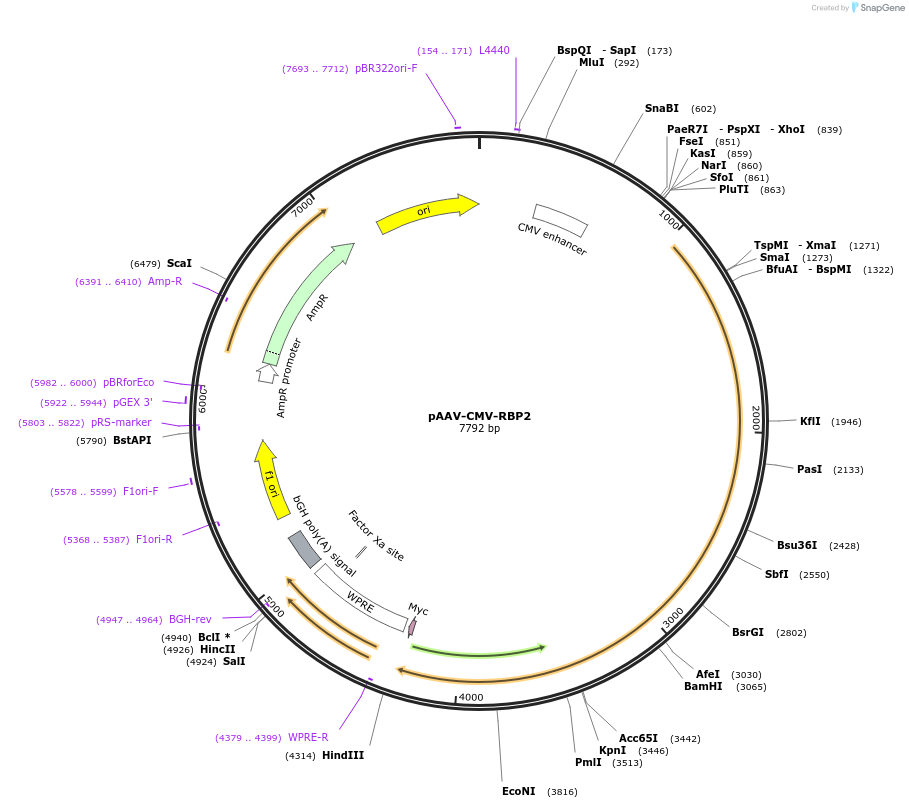 241990-plasmid-map-sequence-id-484633