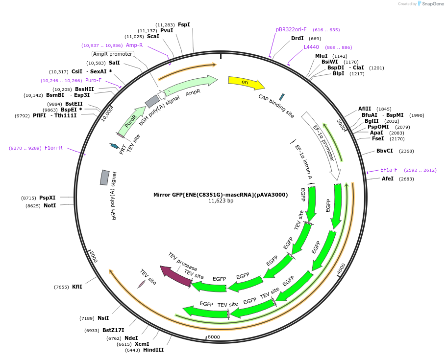 239349-plasmid-map-sequence-id-484634