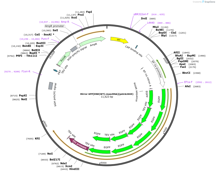 239351-plasmid-map-sequence-id-484635
