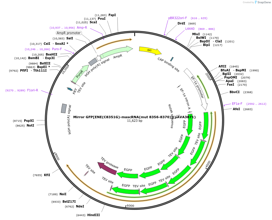 239352-plasmid-map-sequence-id-484636