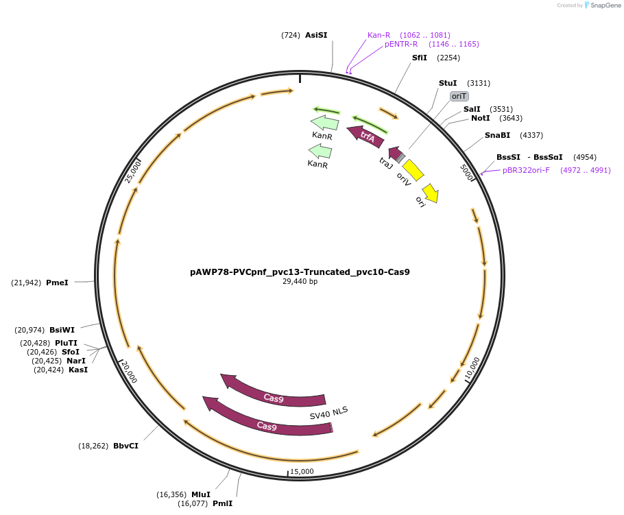 243734-plasmid-map-sequence-id-484639