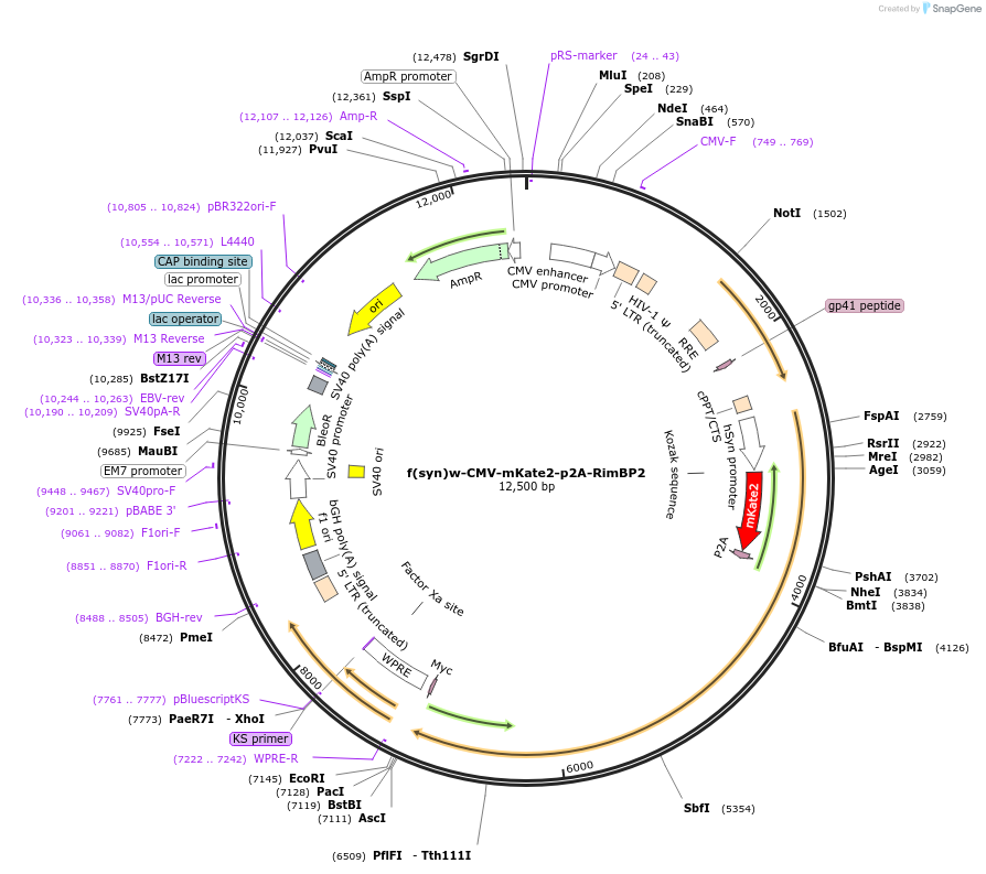 241989-plasmid-map-sequence-id-484643