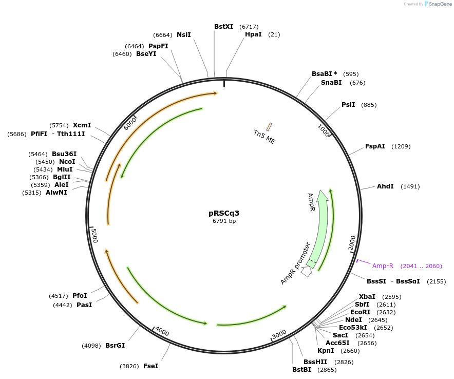236106-plasmid-map-sequence-id-484649