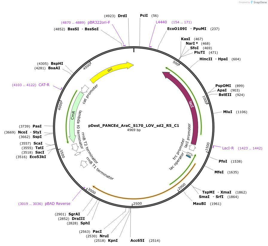 242153-plasmid-map-sequence-id-484652