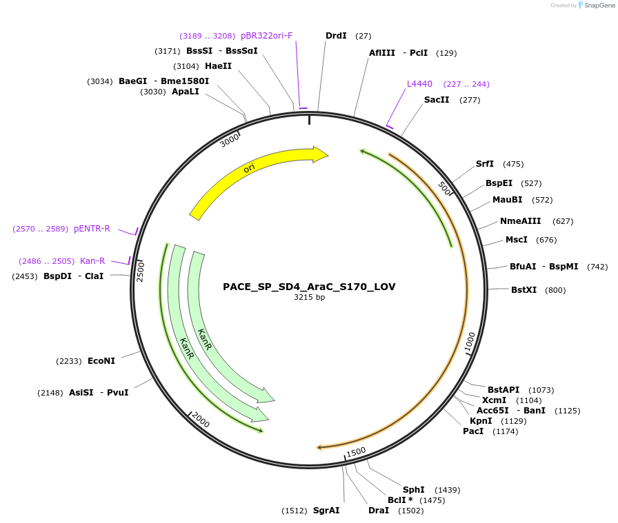 242144-plasmid-map-sequence-id-484654